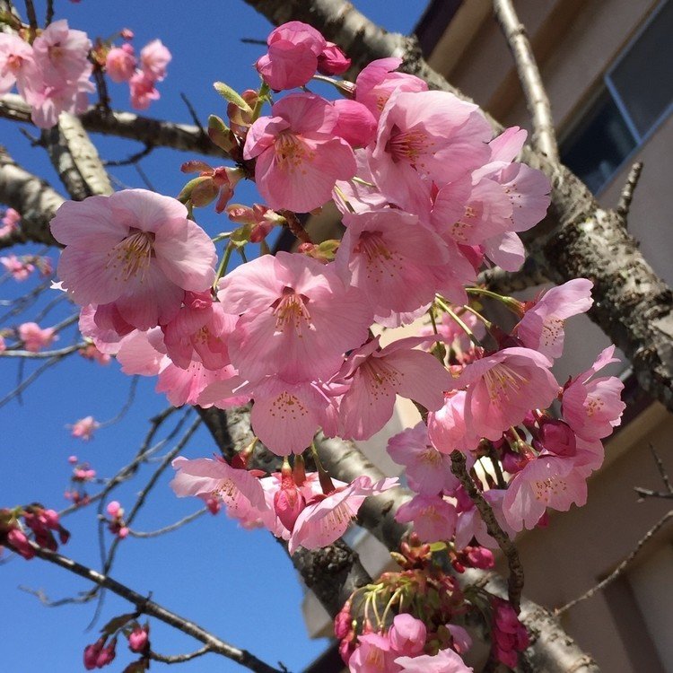 春。
草木が一斉に咲き乱れる〜
うふふ(((o(*ﾟ▽ﾟ*)o)))


←桜
#春が来た