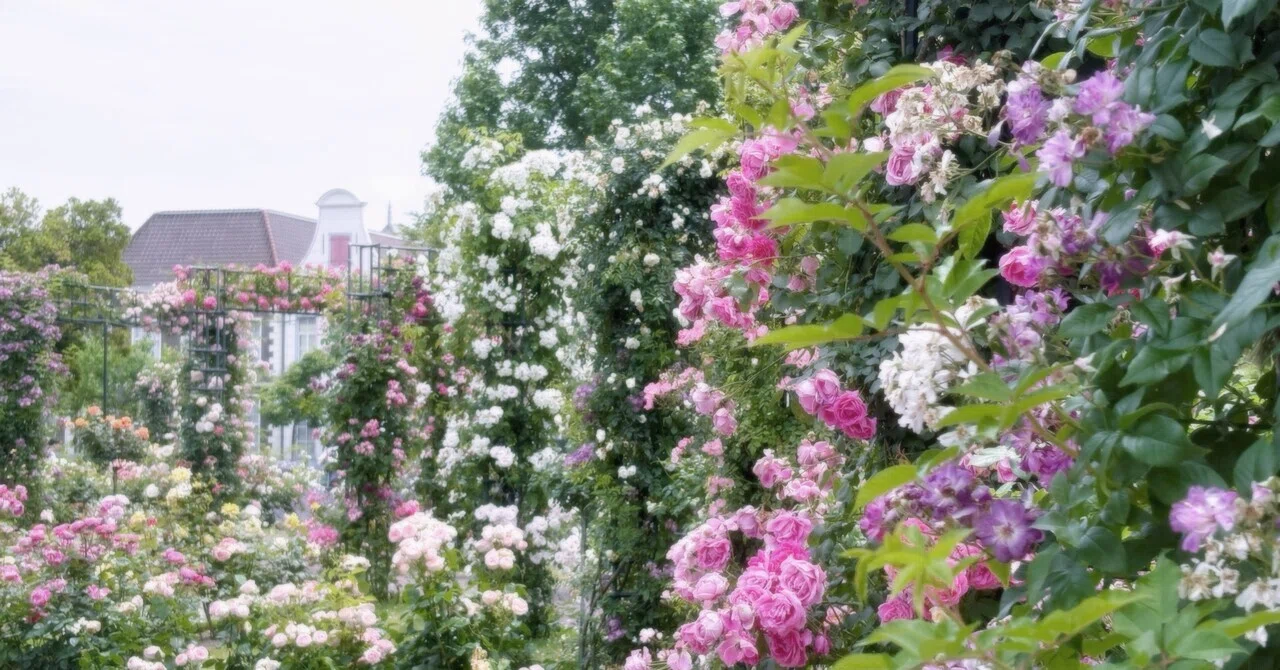 三十二.薔薇園｜あやち