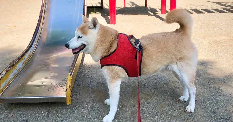 犬の緑内障と その付き合い方について思うこと 黒田隆憲 Note