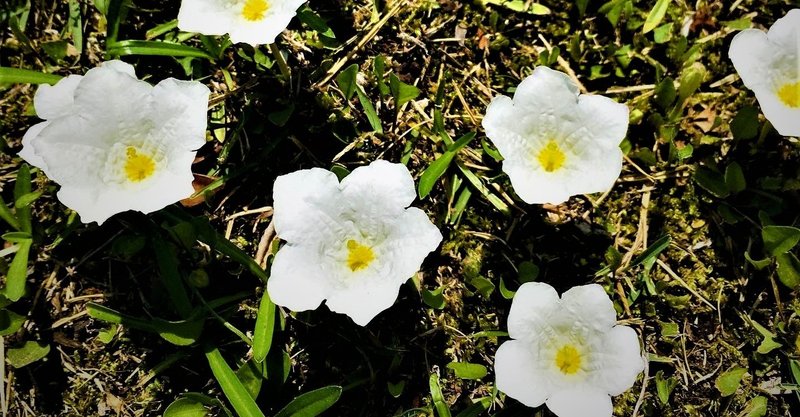 花屋に売ってない花 白い花の場合 Moriko Forestchild Note