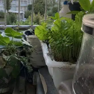 かまじぃ