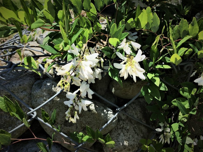花屋に売ってない花 白い花の場合 Moriko Forestchild Note