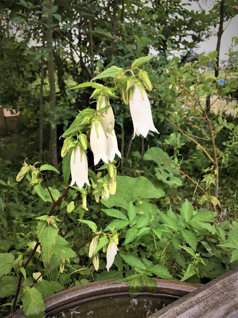 花屋に売ってない花 白い花の場合 Moriko Forestchild Note
