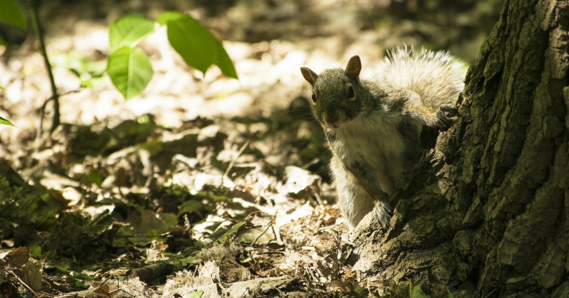 Empirical and Experimental Methods 言語学 Empirical and Experimental Methods 言語学 Amazon.com