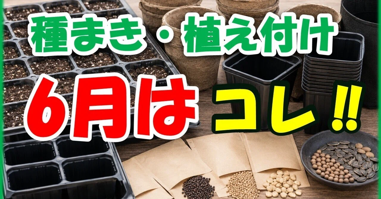 6 月 種まき 野菜