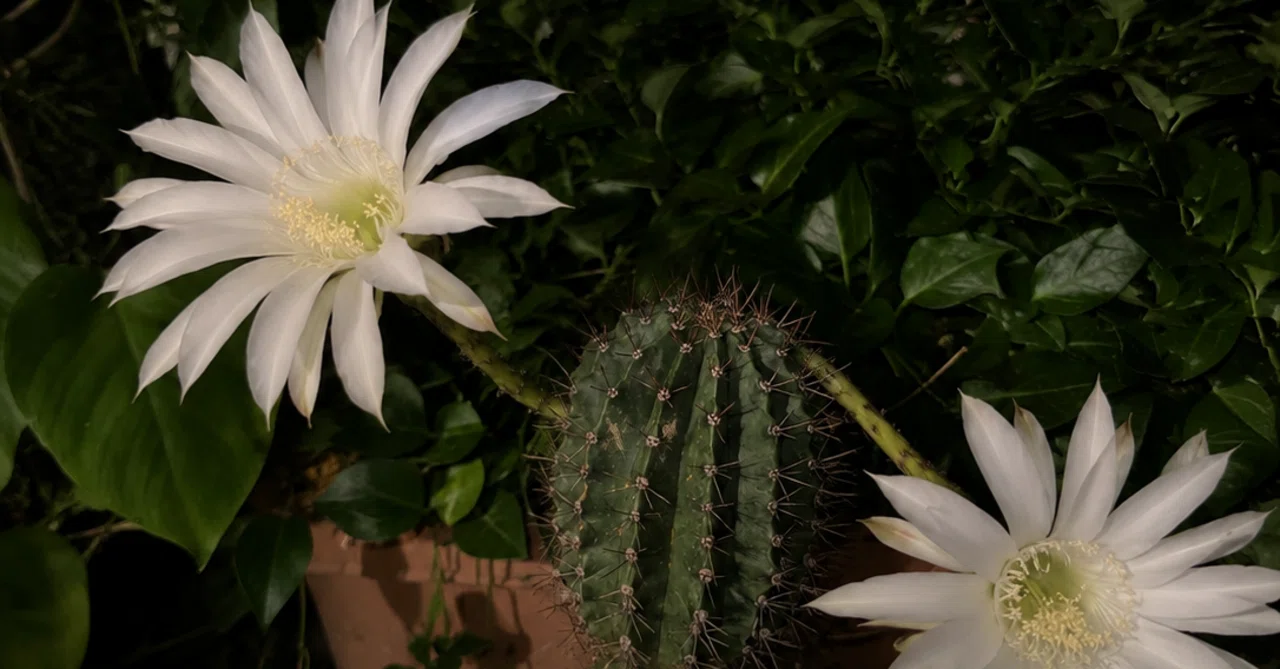 サボテン?【花盛丸】の開花?｜めぐさん