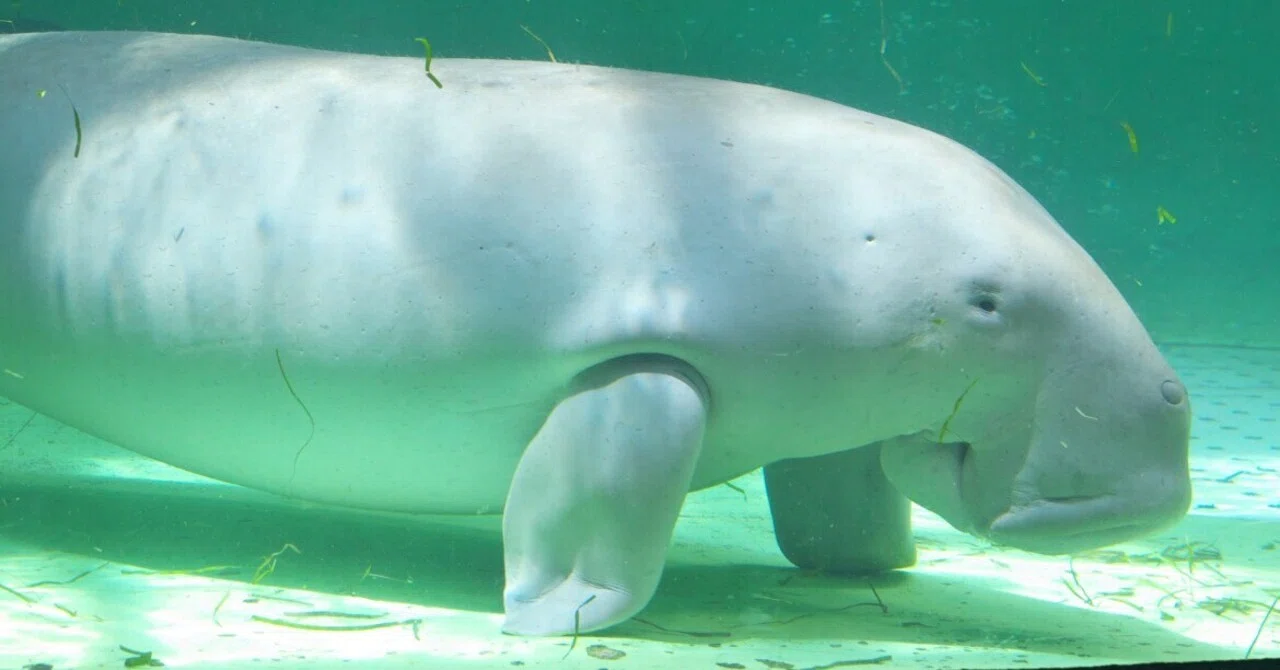 憧れの鳥羽水族館でジュゴンに出会う｜ちょこぷりん／遊戯騎士リッター