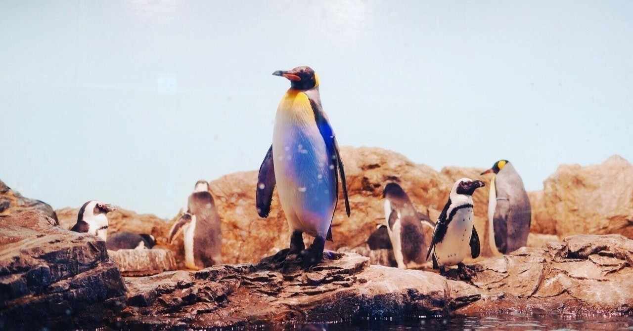 皇帝ペンギンが絶滅するかもしれない話 Note感想文 谷口真 Taniguchi Shin Note