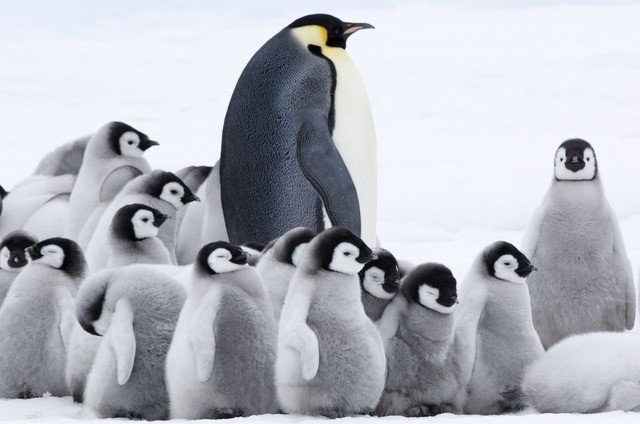 皇帝ペンギンが絶滅するかもしれない話 Note感想文 谷口シン Taniguchi Shin Note 皇帝ペンギンが絶滅するかもしれない話 Note感想文 谷口シン Taniguchi Shin Note