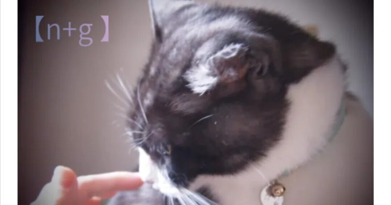 n+g 】始動6月1日にしました🐾｜『がりとわたし』-元地域猫との日々と