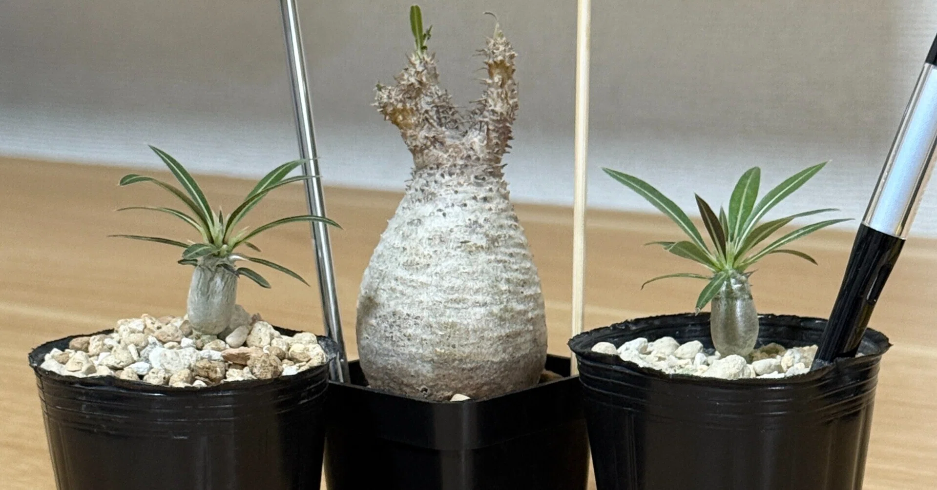 家に植物あったら良くない？」から始まった、パキポディウム