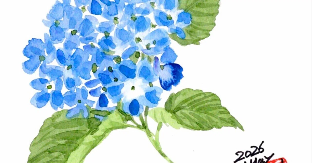 今夜も園芸コーナーで見た紫陽花を｜kinta65