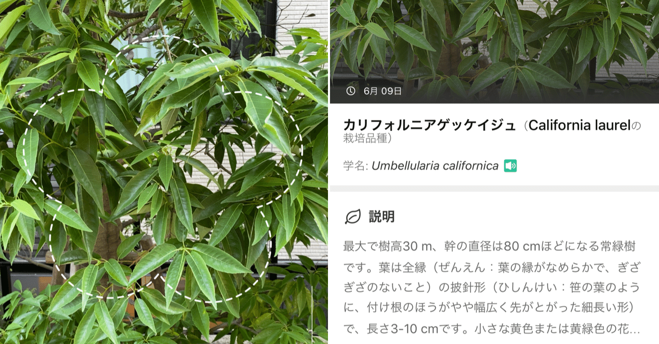 木実の名は 1 木や草や花や実の名を知ると日常がより豊かになる気がする さとなお 佐藤尚之 Note 木実の名は 1 木や草や花や実の名を知ると日常がより豊かになる気がする さとなお 佐藤尚之 Note