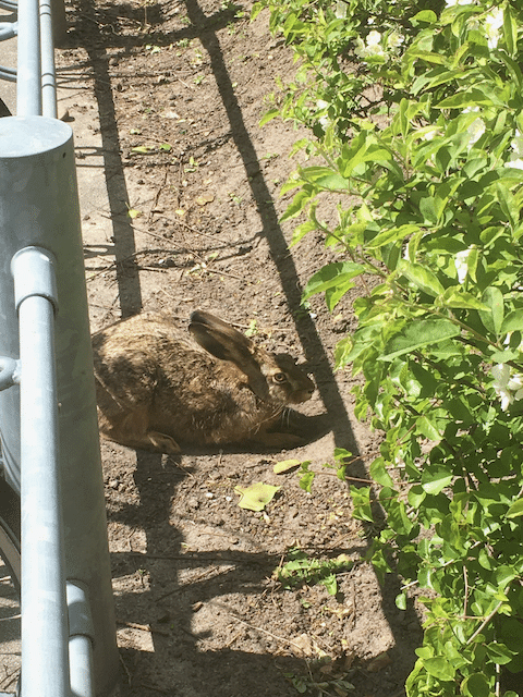 オーフス大学のキャンパスでも発見!この子は近くに寄っても逃げません。キャンパスに住んでいるウサギさんは人に慣れているのかな? 画像2