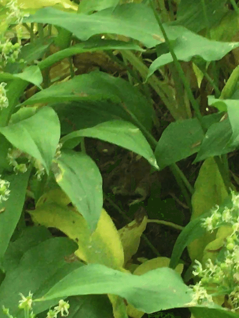 野草のニラ(Ramsløg)を採取した近所の自然公園では、ニラの葉っぱに隠れる野ネズミさんと出会いました。 野草のニラのお話はこちら→ https://note.com/hiroshi_higuchi/n/n87c24bf30ab4 画像5