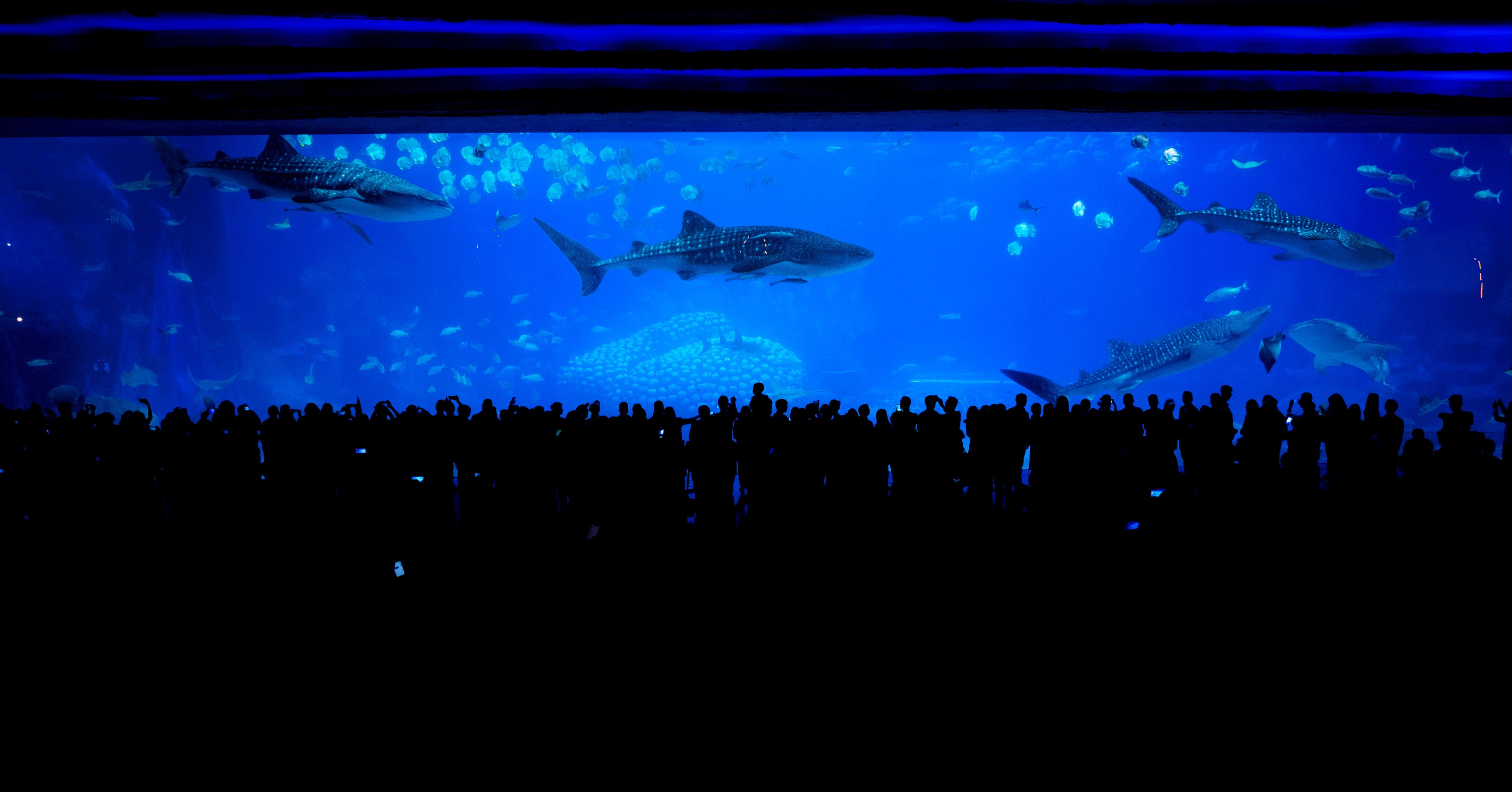 地球上で1番大きい水族館 チャイムロング オーシャン キングダム Odaveller 旅行大学 Note