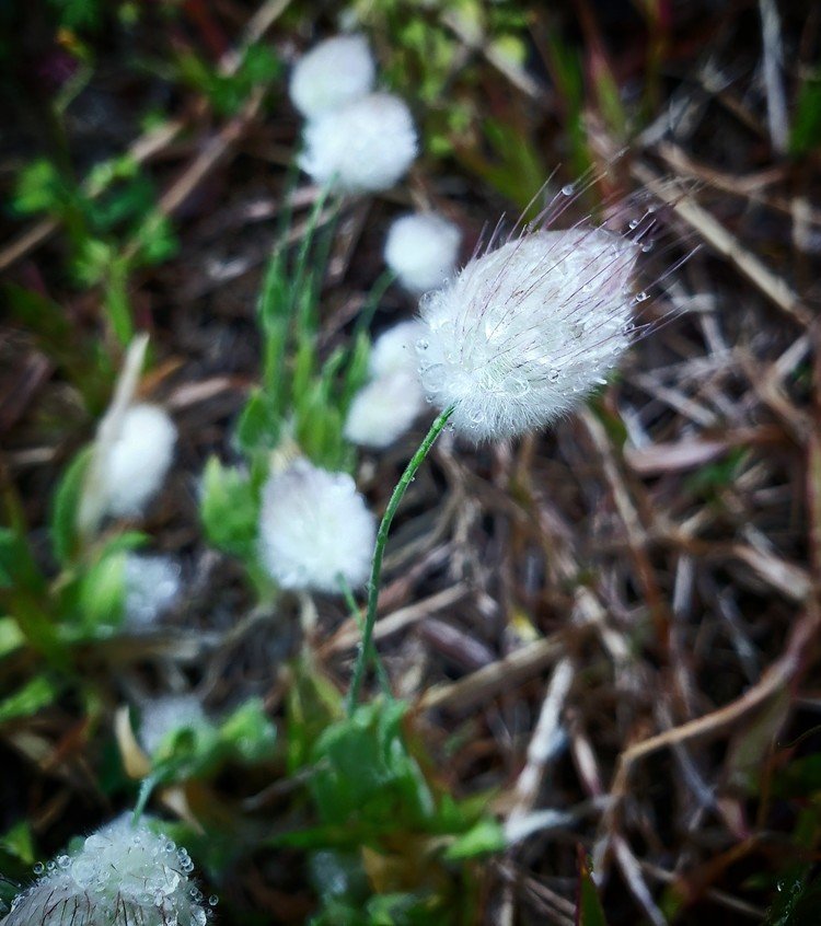 おはよーございます。

雨朝。
濡れるウサギのしっぽは、でもなんかこう「ね？」ってちょっと楽しそうに云ってました。
雨粒がキラキラとくっついているのでした。

静かに。楽しく。


#sky #summer #flower #love #moritaMiW #空 #夏 #ウサギノオ #ラグラス #佳い一日の始まり