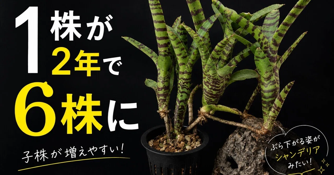 ネオレゲリア アケソ、子株がたくさん出てシャンデリアになりました