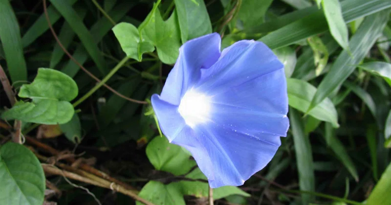 【イベント】6月14日（日）13時～イベントバーエデン本店～直前予想