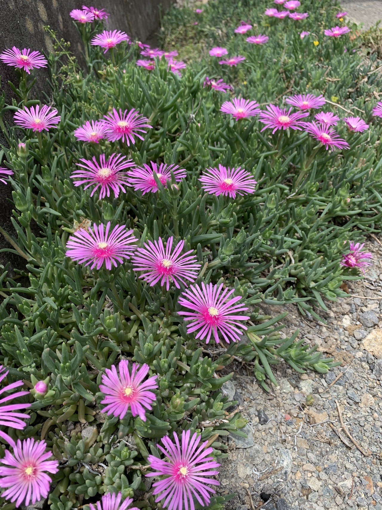 マツバギク （松葉菊）｜こすもす（Ken Matsubayashi）