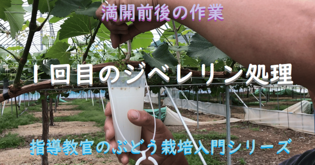 動画のまとめノート １回目のジベレリン処理 ぶどうの栽培入門 13 雷農大 らいのうだい Note