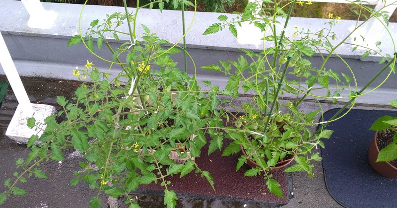 完全初心者がミニトマトとピーマンを育ててみる ３６日目 ４０日目 星心 Note