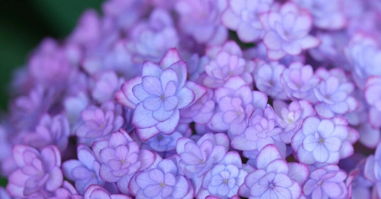 梅雨前の紫陽花 - α7VとGFX100S IIで撮る｜はなち みつき