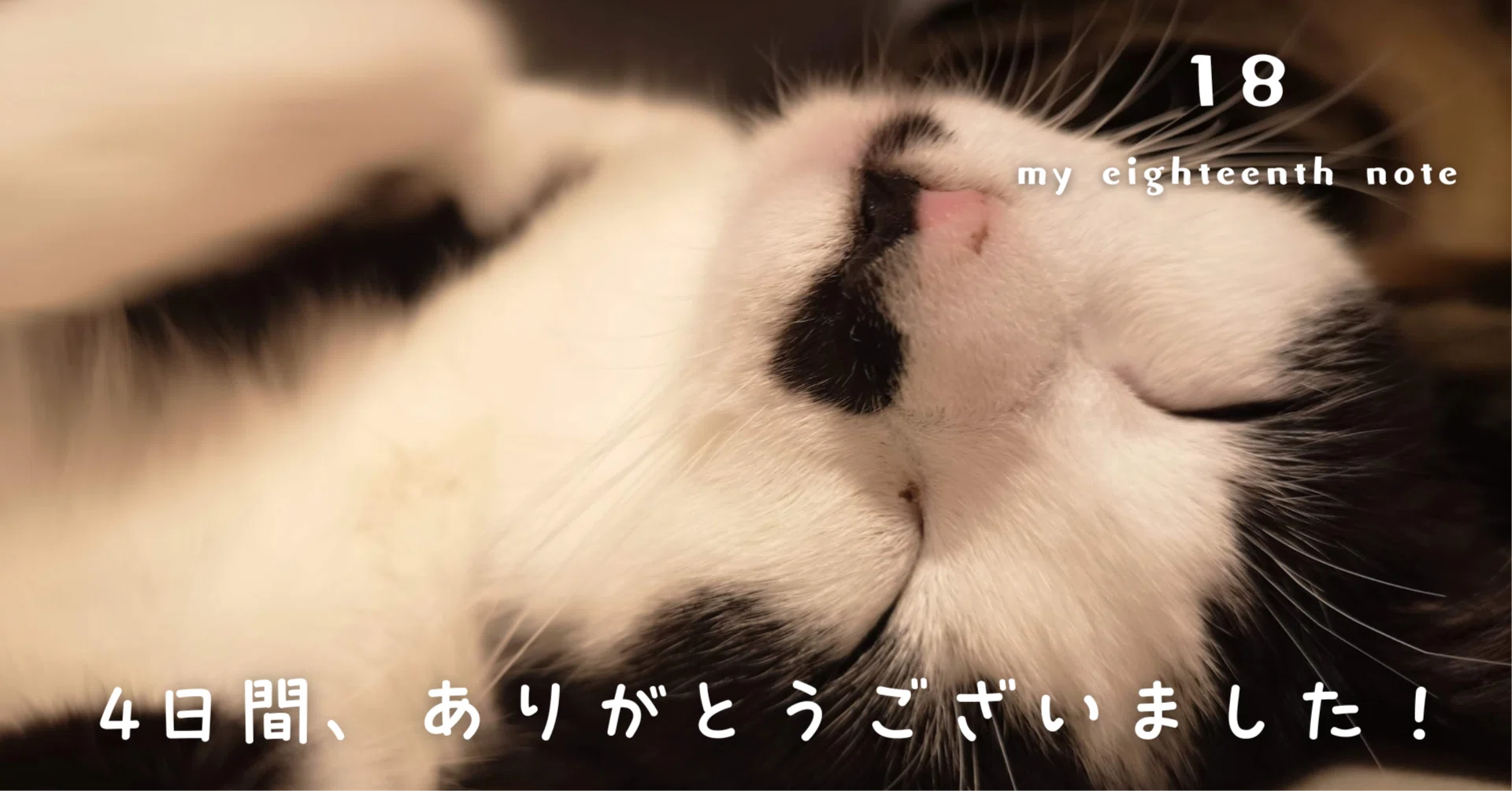 4日間、ありがとうございました！｜ことねこ堂 廣澤彩芽｜猫福祉住