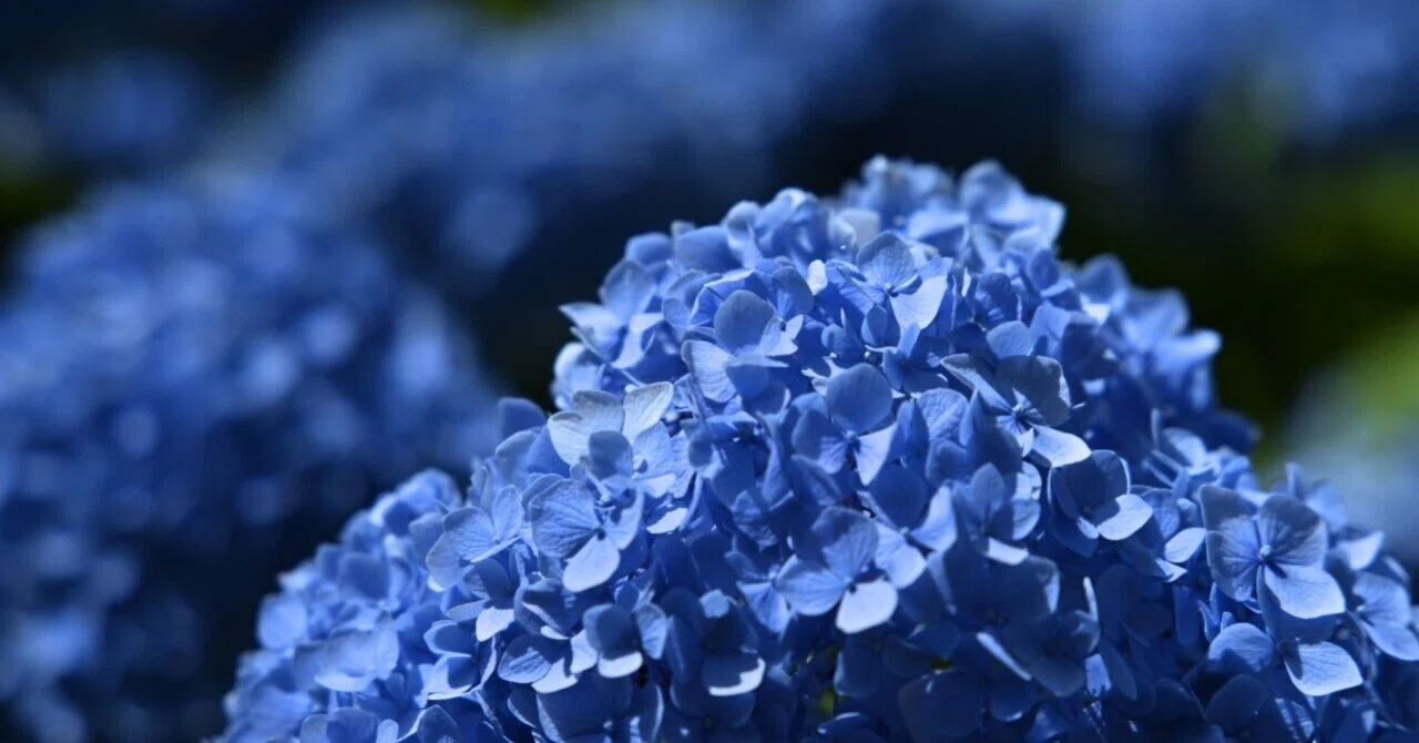 東京・大塚で満開の紫陽花を見つけてカメラさんぽ Z5Ⅱ｜kenken