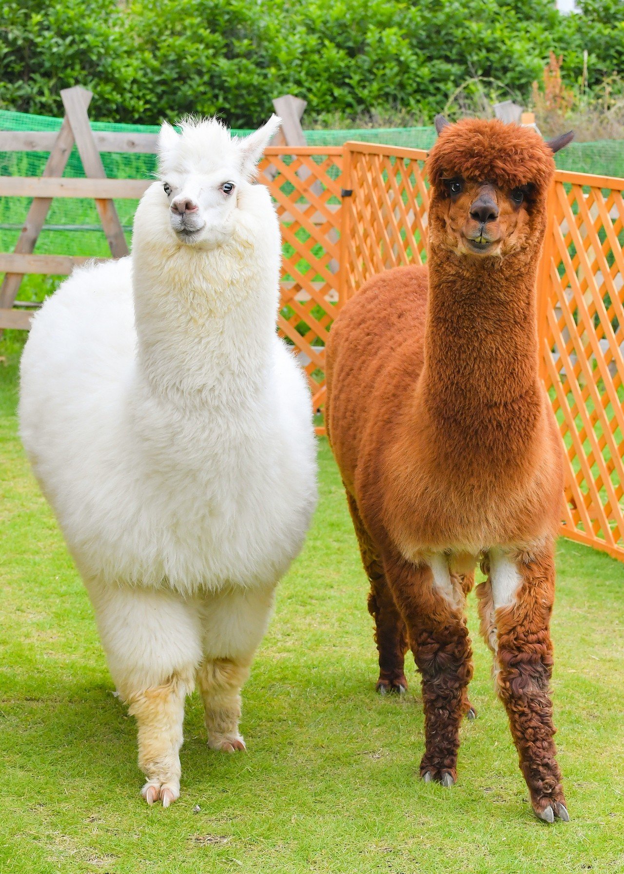 アルパカの毛刈りをしました モフモフからツルツルへ アルパカに会えるバルーンやさん アルパカ パカ Note アルパカの毛刈りをしました モフモフからツルツルへ アルパカに会えるバルーンやさん アルパカ パカ Note