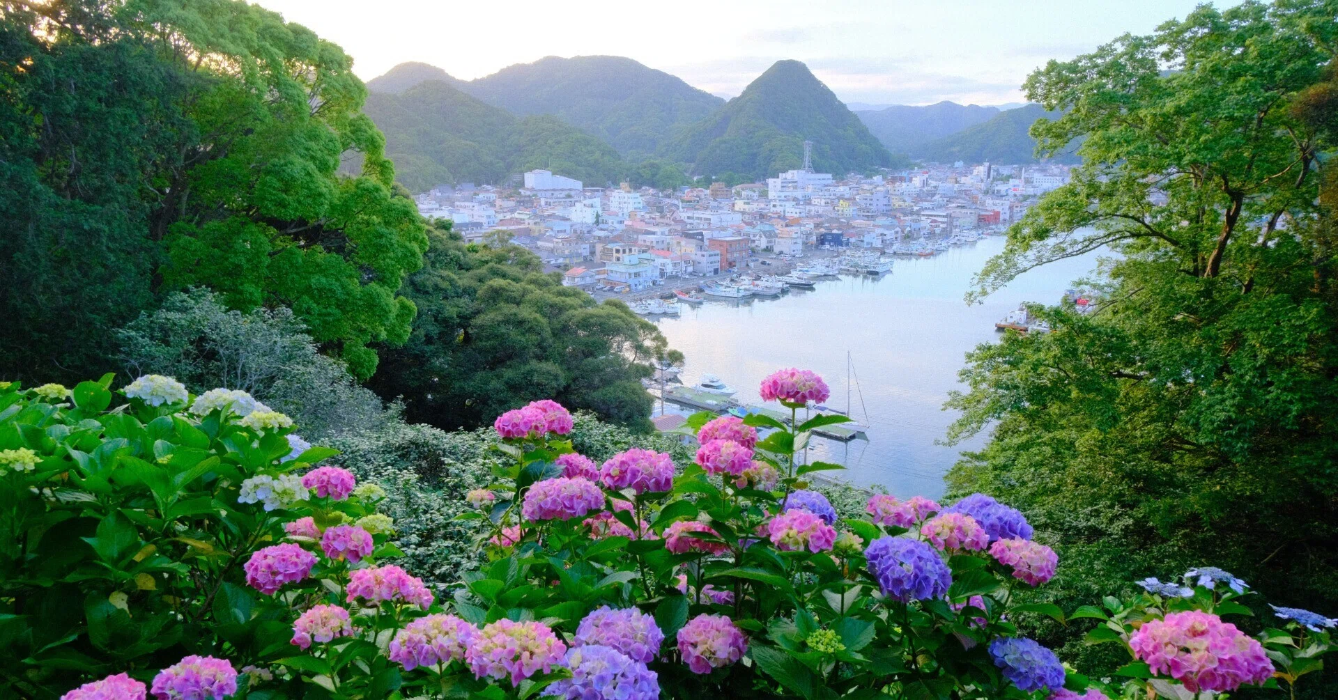 GT-Rで訪ねる15万株の紫陽花｜初夏の夕光に包まれた下田あじさい園