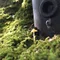 ミヤマカンスケ