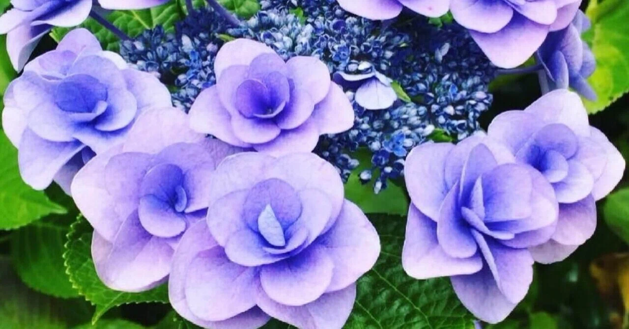 こんなニ枚のつぶやき〜紫陽花｜かわせみ💎終活プロジェクト