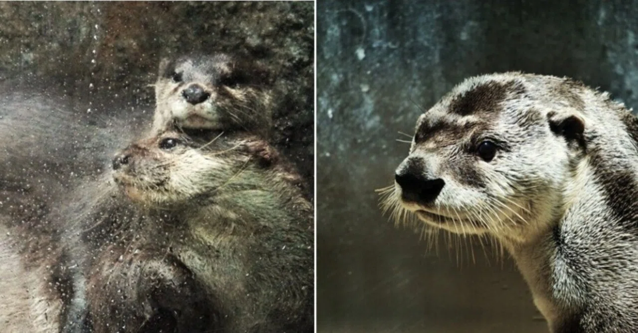 世界カワウソの日2026 ①｜びーぐる05