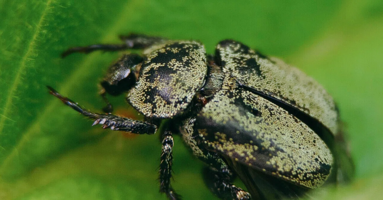 ブラジル産　コウテイアシナガコガネ　30mm そのへんの3cm vol.3998 スマホでそのへんの自然写真を撮り続けてい