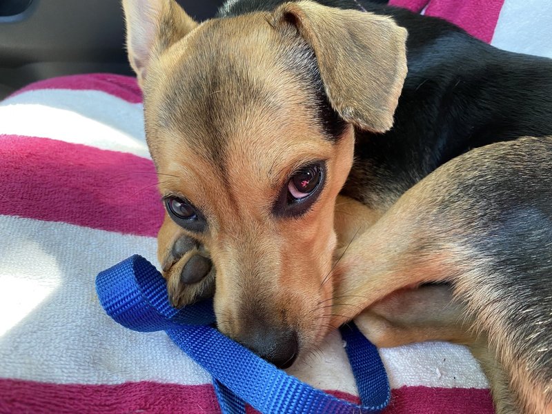 ハワイ州ホノルル市ロックダウン 都市封鎖 74日目 子猫の里親 小嵜有美 Stray Moon Note