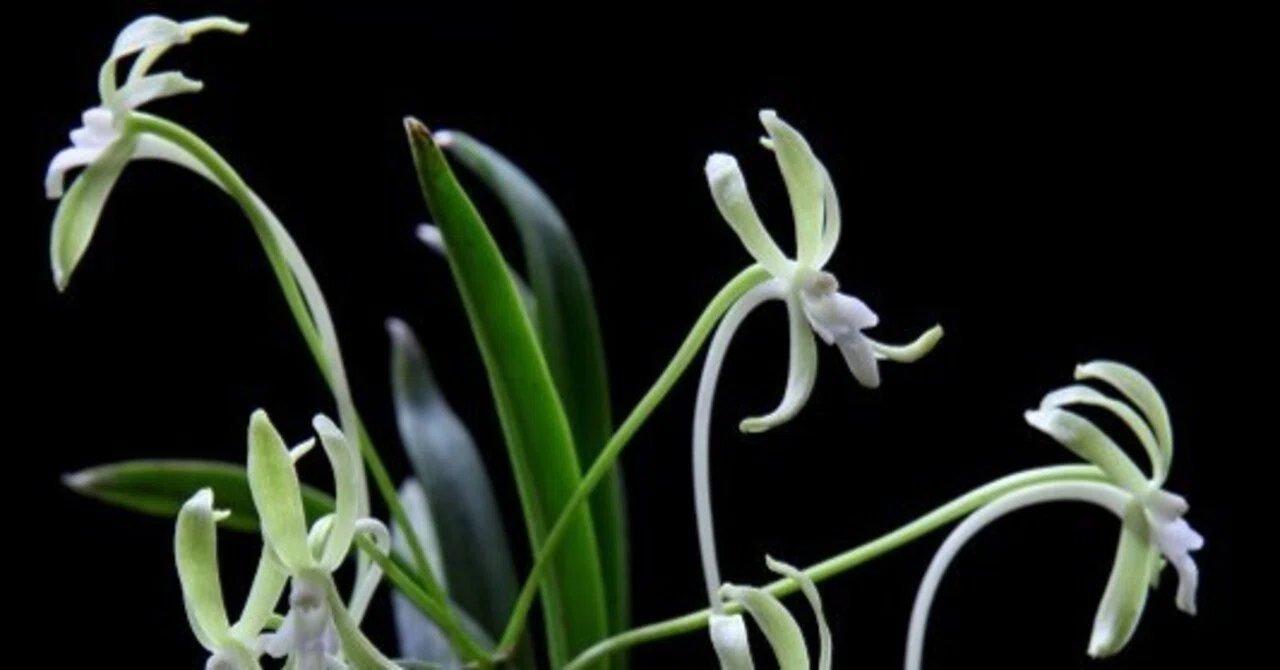 富貴蘭「翡 翠」の花（過去の画像倉庫から）｜KJ Morison