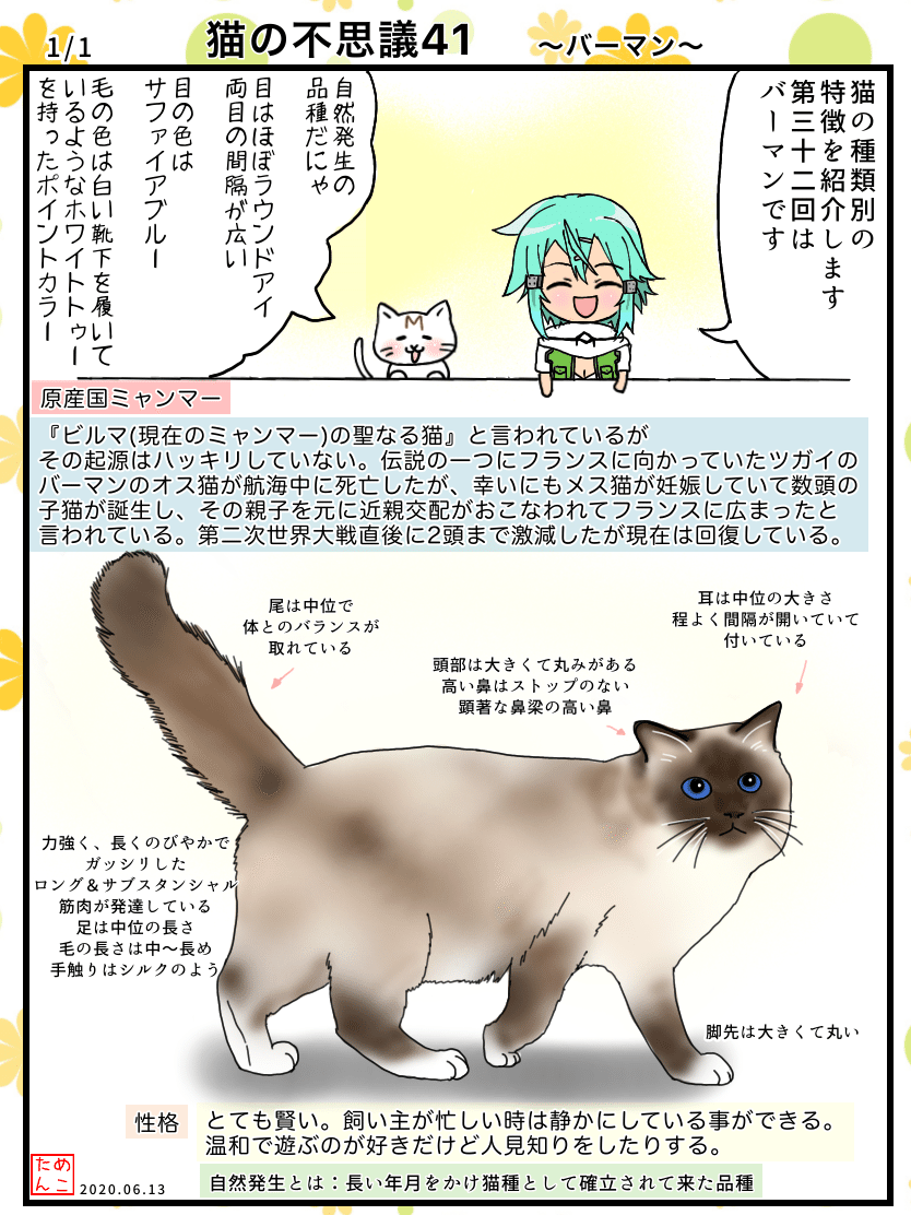 猫の不思議41 バーマン めこたん 漫画 イラスト Note