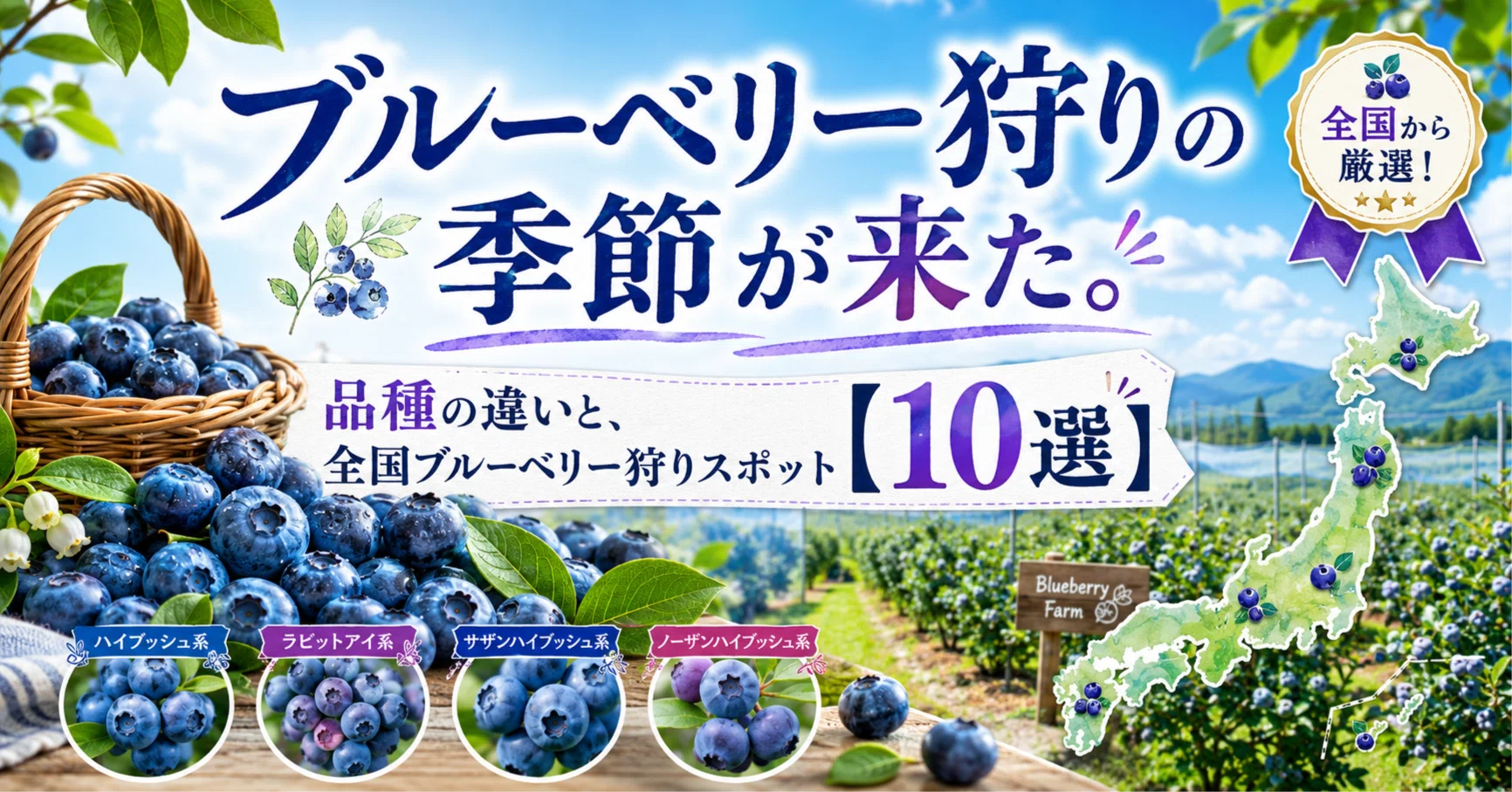 Blueberry picking season is here. Differences in varieties and 10