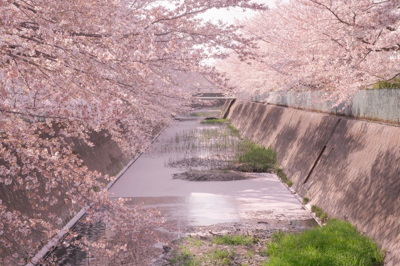 018 埼玉 季節外れの桜の写真と自分語り 旅するフォトマガジン Mとw Note