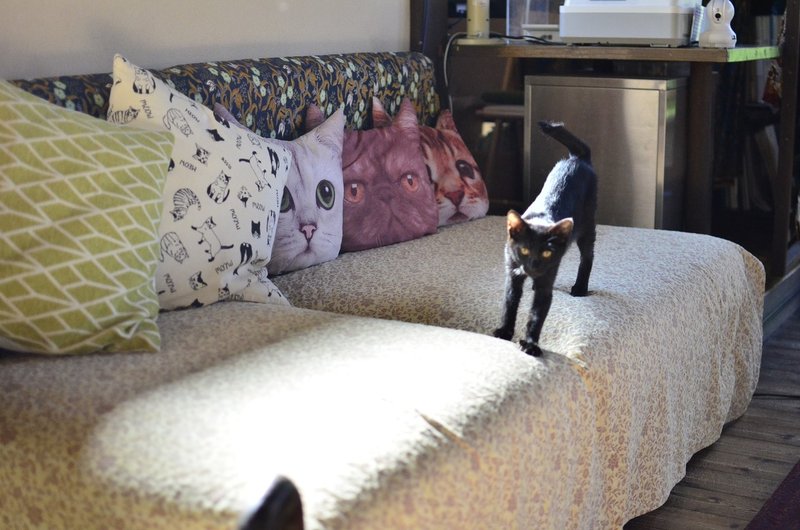 鎌倉ねこの間 猫カフェ紹介 かにゃぴー Note 鎌倉ねこの間 猫カフェ紹介 かにゃぴー Note