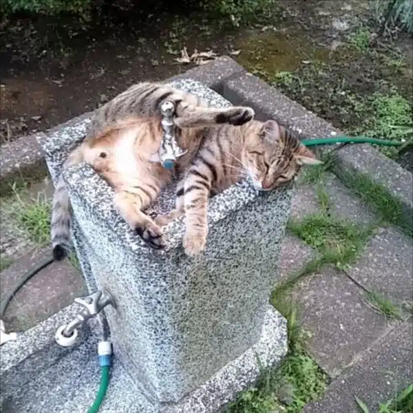 ヤス