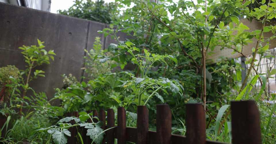 トマトの急成長が怖い ボタニカル倶楽部 徳谷柿次郎 Note