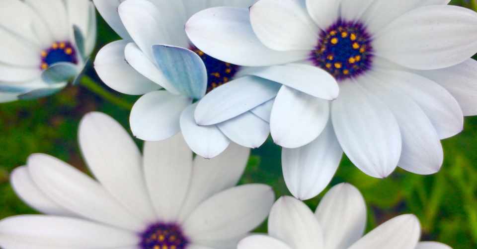 魂のツインソウル 愛川あかり Note