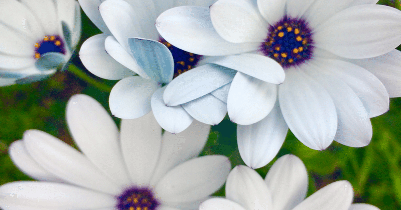 魂のツインソウル 愛川あかり Note