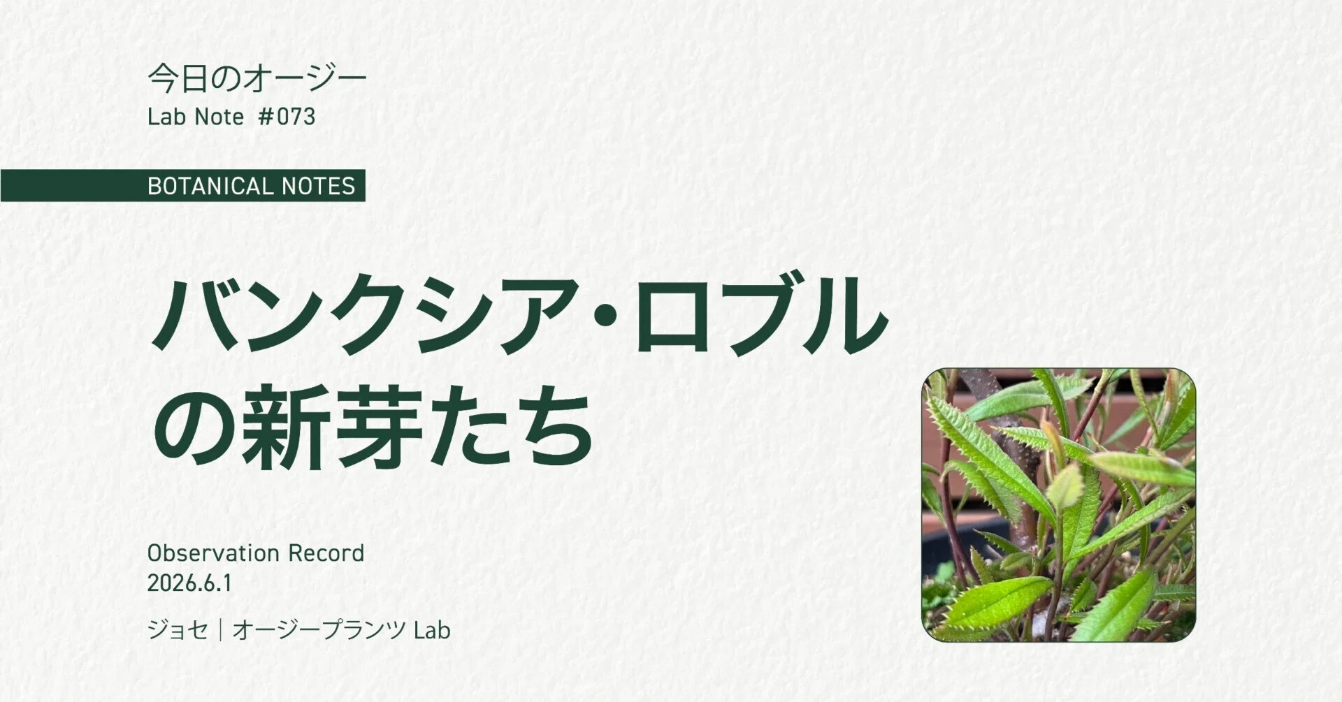 今日のオージー｜バンクシア・ロブルの新芽たち｜ジョセ｜オージー 