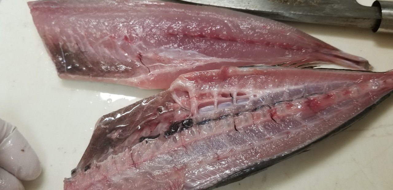 無料記事 真鯵 マアジ の三枚おろし 大名おろし に迫る 魚っくん Manabu Note 無料記事 真鯵 マアジ の三枚おろし 大名おろし に迫る 魚っくん Manabu Note