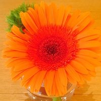 ドキンちゃん Note