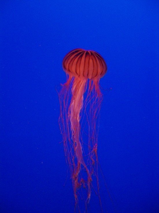 クラゲ 1950 稲垣純也 Note