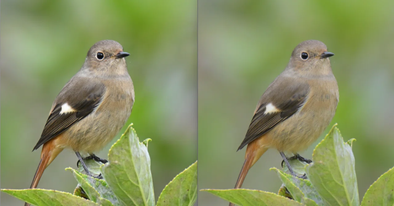 野鳥をふんわり、ナチュラルにしたい（Nikon Z50Ⅱ）｜ルリのやちょう